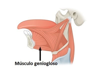 Musculo geniogloso