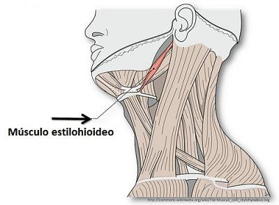 Músculo estilohioideo
