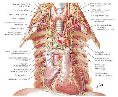 Plexo cardiaco Plexo cardíaco