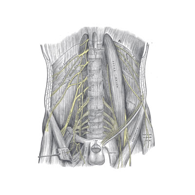 Nervio ilioinguinal Nervio ilioinguinal