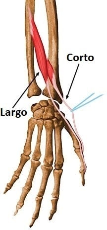 Extensor largo del pulgar