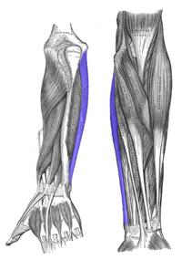 Flexor cubital del carpo Flexor cubital del carpo