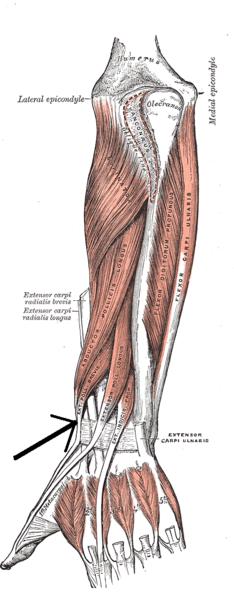 Extensor corto del pulgar
