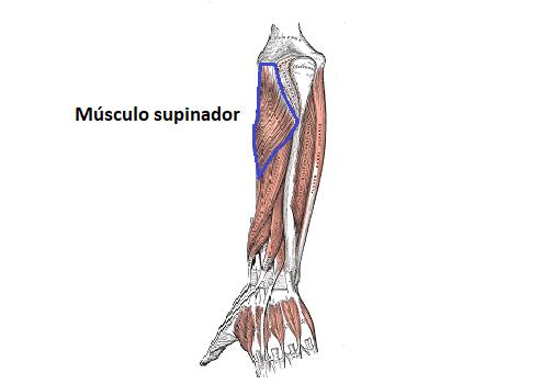 supinador