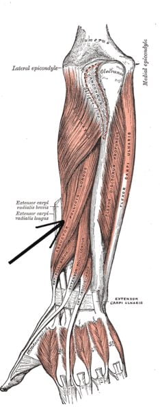 abductor largo del pulgar