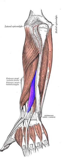 Extensor largo del pulgar