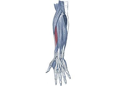 extensor radial corto del carpo