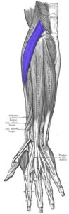 Extensor radial largo del carpo