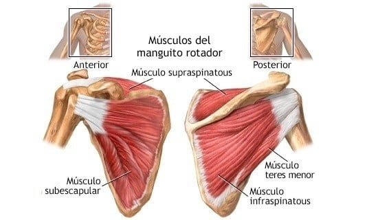 Manguito de los rotadores