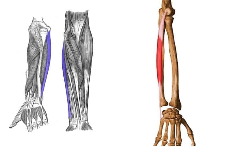 Flexor cubital del carpo