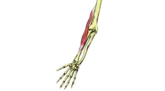 braquiorradial