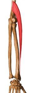 braquiorradial
