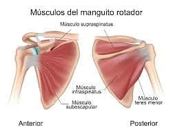 Manguito de los rotadores