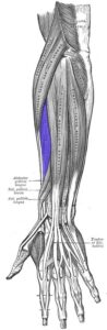 Extensor radial corto del carpo extensor radial corto del carpo