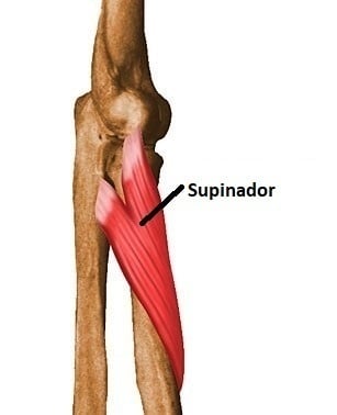 Supinador supinador
