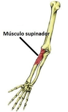 Supinador supinador