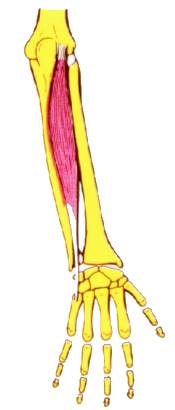 Músculo extensor cubital del carpo