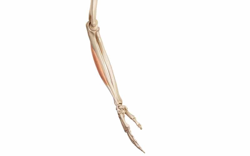 Músculo extensor cubital del carpo