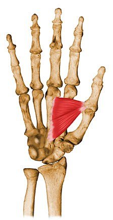 aductor del pulgar
