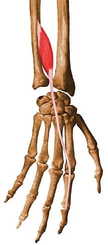 Músculo extensor del índice
