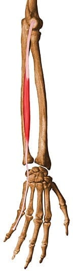 Músculo extensor del meñique extensor del meñique