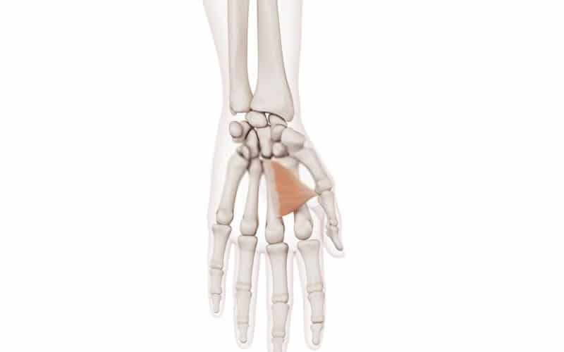 aductor del pulgar