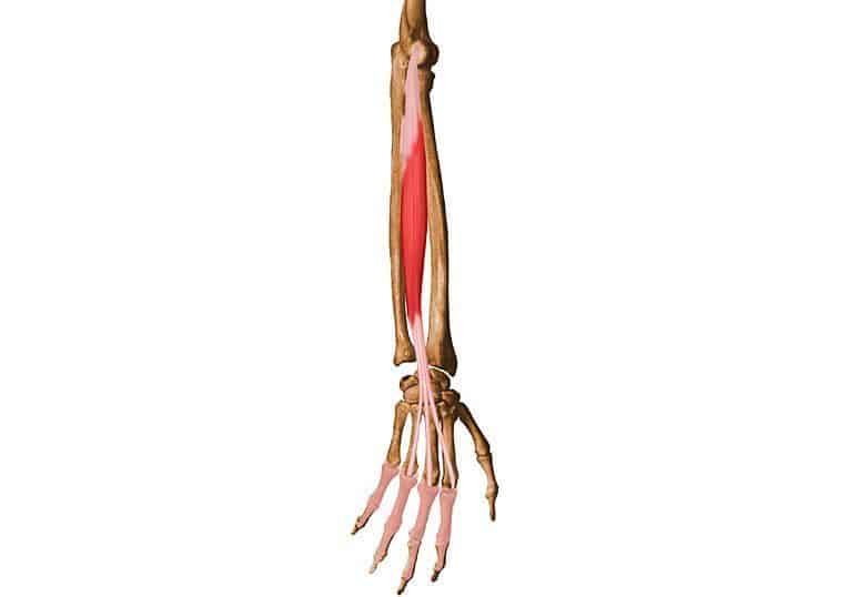 músculo extensor de los dedos