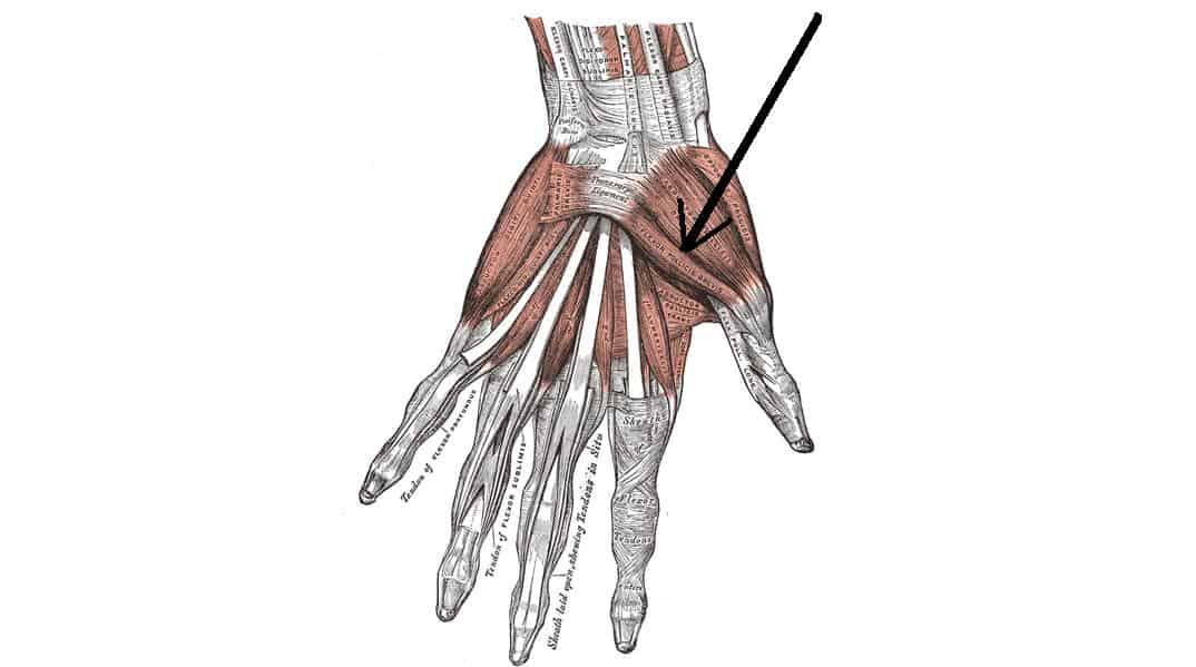 flexor corto del pulgar