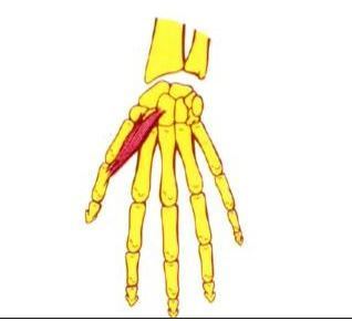 flexor corto del pulgar