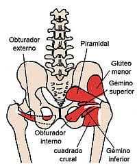 músculo gemelo inferior
