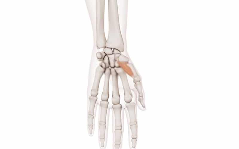 oponente del pulgar
