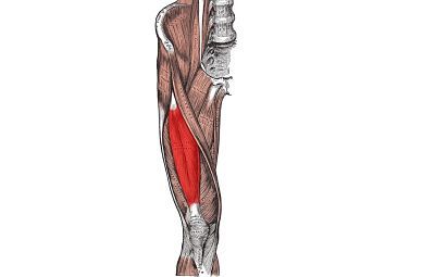 músculo recto femoral