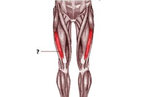 músculo vasto lateral