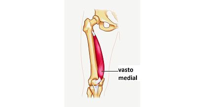 músculo vasto medial
