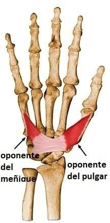 oponente del pulgar