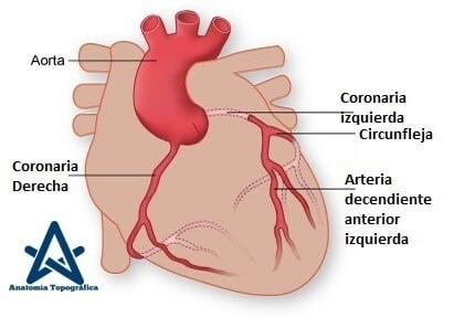 arterias coronarias