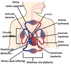Aparato circulatorio