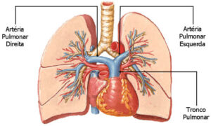 Arteria pulmonar arteria pulmonar