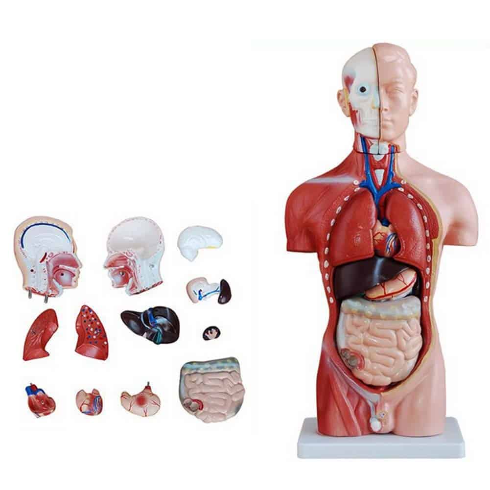 Modelos de torso modelos del torso