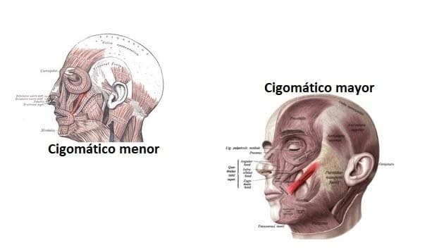 Músculo cigomático