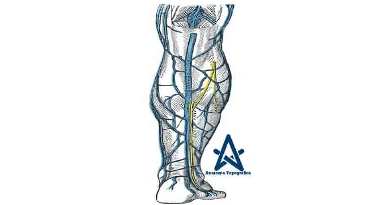 Vena safena externa