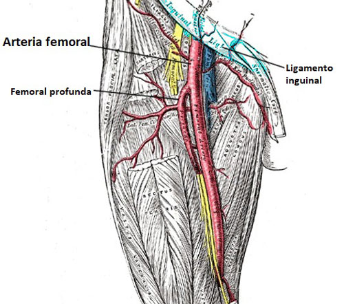 arteria femoral