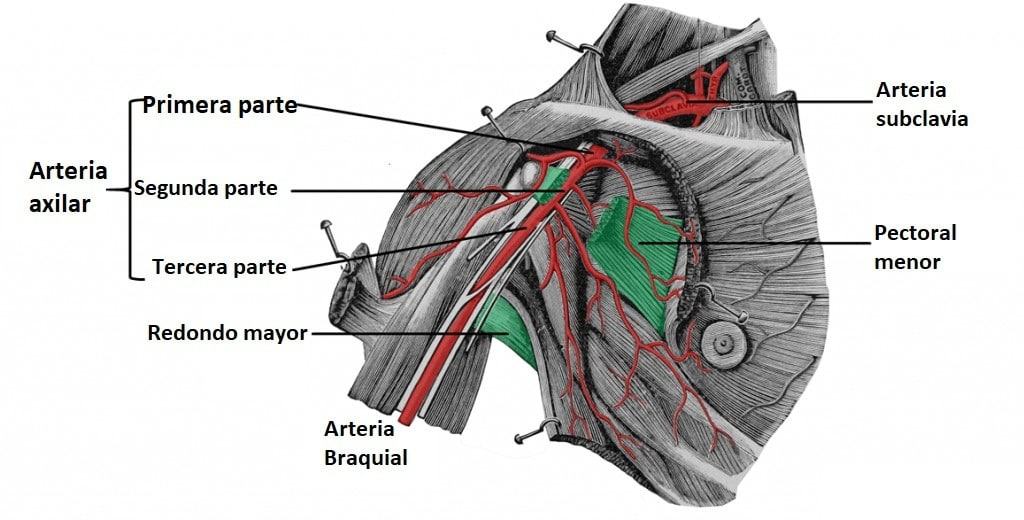 arteria axilar