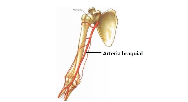 arteria braquial
