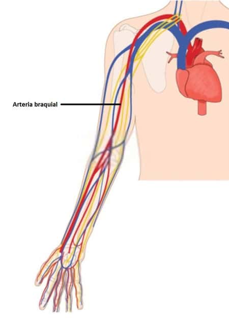 Arteria braquial arteria braquial