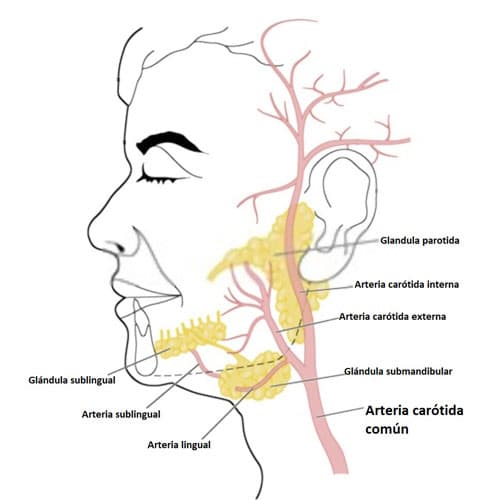 arteria carótida común