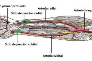 arteria cubital
