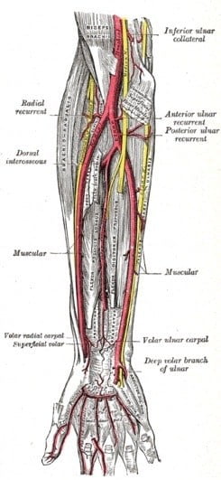 Arteria radial arteria radial