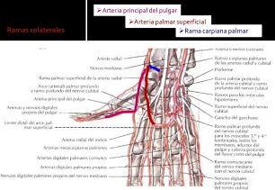 Arteria radial arteria radial