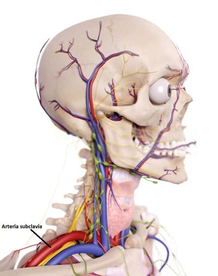 arteria subclavia